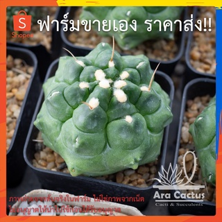 สวนขายเอง! ยิมโนมอนส์ Gymnocalycium monstrose ไซส์กระถาง 2 นิ้ว แคคตัส กระบองเพชร ต้นไม้ประดับ อวบน้ำ  แคนตัส  ตะบองเพ