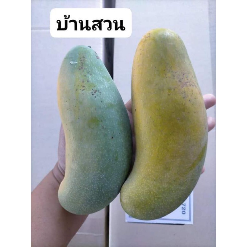 ต้นมะม่วง-พันธุ์ลิ้นงูเห่า-ต้นขนาด-1-3-1-5-เมตร