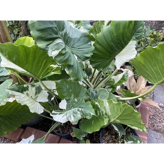 Alocasia Okinawa Silver บอนกระดาษด่างโอกินาว่า