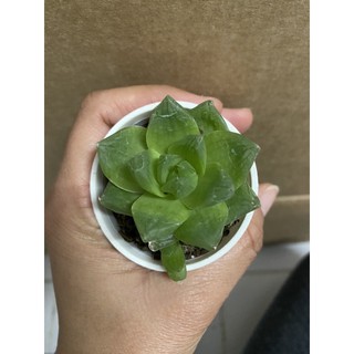 ฮาโวเทียบัวแก้ว ( Haworthia ) กระถาง 2 นิ้ว