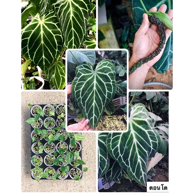 anthurium-crystallinum-ต้นหน้าวัวใบไม้สะสมไม้หายาก-ราคาถูก