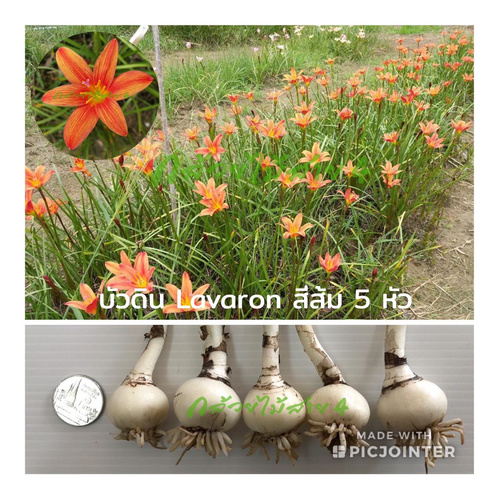 บัวดิน-lavalon-ดอกบัวดินสีส้มแดง-5-หัว