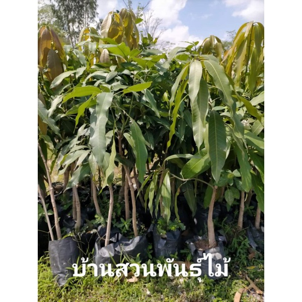 ต้นมะม่วง-พันธุ์เขียวเสวย