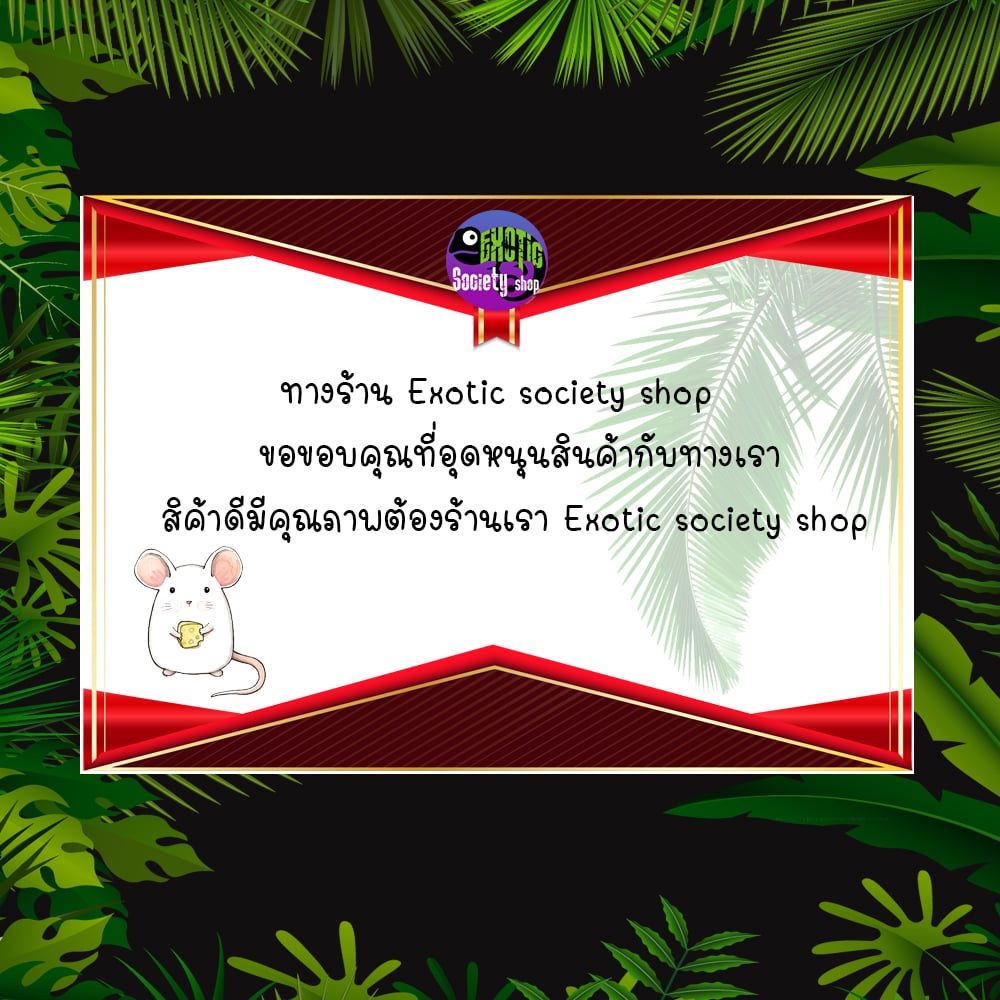 เมล็ดทานตะวัน-เกรดa-เม็ดป้อม-คัดพิเศษ-1-กก-สำหรับนกแก้วซัน-คอนัวร์-เกรย์