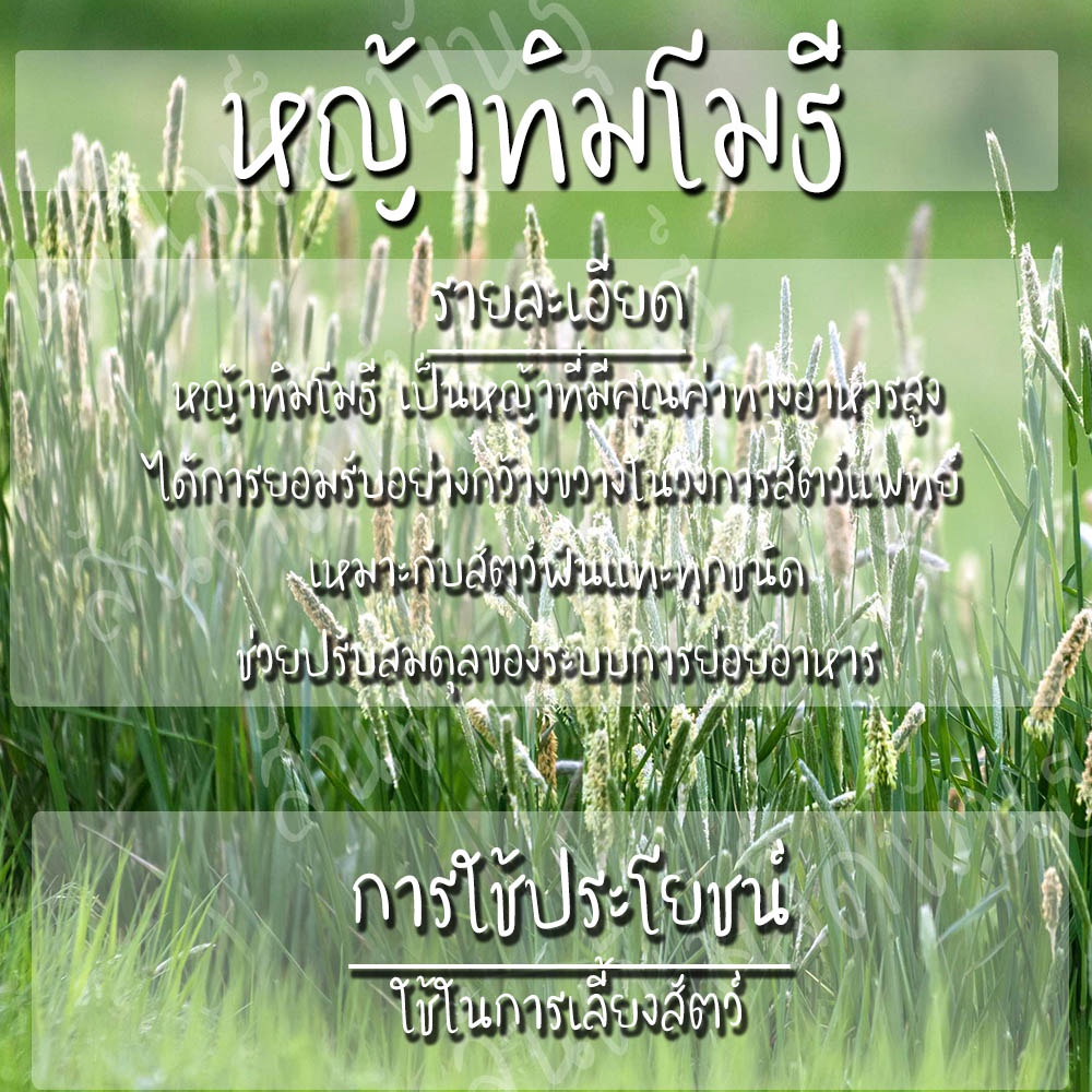 เมล็ดพันธุ์-หญ้าทิมโม-เมล็ด-timothy-grass-seeds-เมล็ดพันธุ์แท้-นำเข้าจากต่างประเทศ-นี่มันเมล็ดพืช-ไม่ใช่พืช