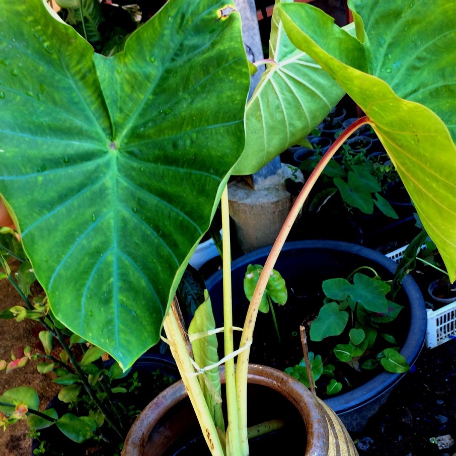 alocasia-elephant-ear-น่าสะสมหายากสวยแปลกดีมาก