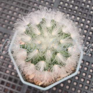 Mammillaria bocasana cv. multilanata แมมขนแกะ ขนแกะ กระบองเพชร แคคตัส