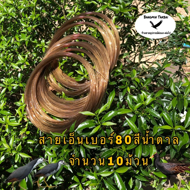 สายเอ็นทำครืน-เบอร์80-จำนวน10ม้วนสีใบไม้แห้ง-สายเอ็นทำครืนดักไก่ป่า-สายเอ็นทำครืนดักนกกวัก-สายเอ็นทำครืนดักนกอีลุ้ม-ไก่