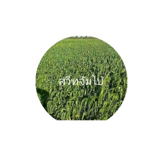 เมล็ดพันธุ์สวีทจัมโบ้🌾🌾พร้อมปลูก(สินค้าขายดี)#สำหรับปลูกให้วัว ควายกินโปรตีนสูง🌱บรรจุ1kg/ถุง