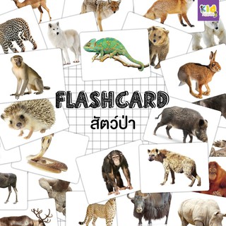 Flashcards แฟลชการ์ดสัตว์ป่า แฟลชการ์ดกระดาษ (Wild Animals)