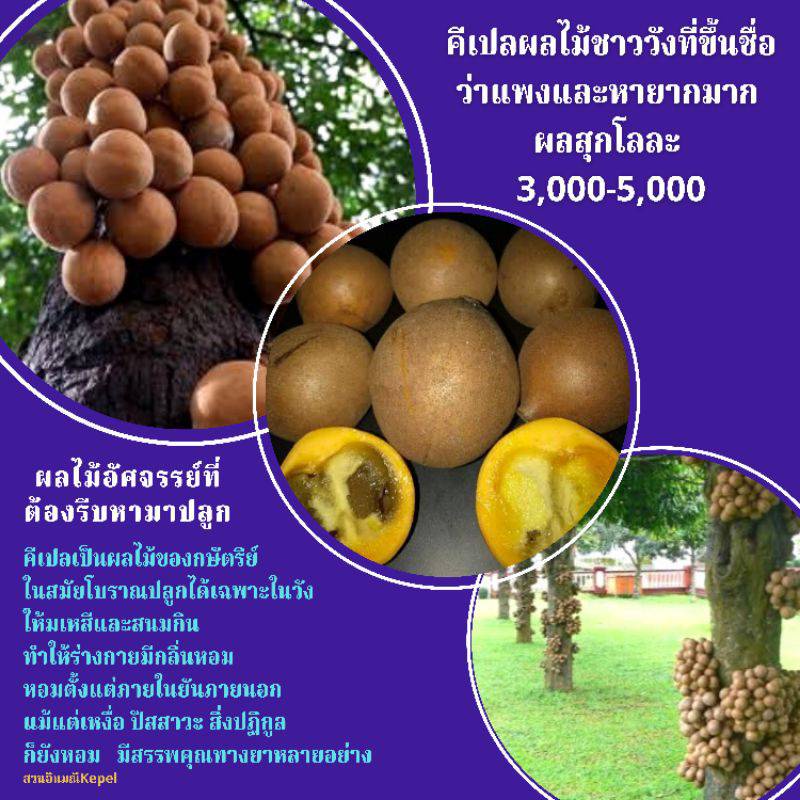 คีเปล-size-ใหญ-อายุ-1-5-ปี-ความสูง-50-cm-ลำต้นใหญ่-แตกกิ่งก้านใบเยอะ-พร้อมปลูกลงดิน-โตไวแน่นอน-เข่ง-36xย36xส32