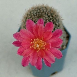 💕ใหม่! Cake Cactus Farm กระบองเพชร Rebutia spp. รีบูเทีย ดอกชมพู shocking pink สีใหม่สวยเข้มสะใจ🍓