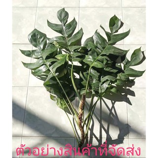 (ขาย กิ่งพันธุ์) ต้น ท่อน กิ่ง ฟิโลก้างปลา ฟิโล ก้างปลา Philo fishbone กอหญ้า