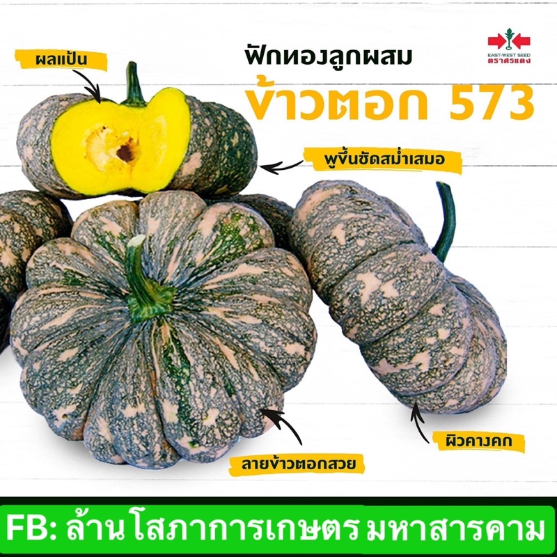 ฟักทองข้าวตอก-573-ศรแดง-100กรัม-เมล็ดพันธุ์ฟักทองข้าวตอกศรแดง-ฟักทองลายข้าวตอก-ฟักทองศรแดง-เมล็ดพันธ์ุศรแดง