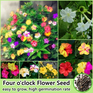 อินทรีย์ ต้น ดอก/(50เมล็ด/คละสี) บอนสี เมล็ดพันธุ์ จัสมินสีม่วง Four oclock Flower Seed Plants Seeds ดอกไม้ปลูก พัน 3LI