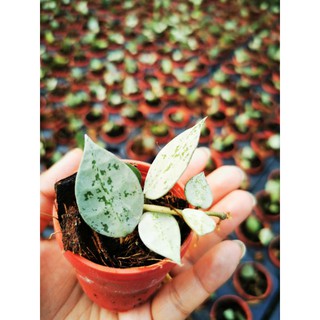 hoya​ lacunosa super​ splash