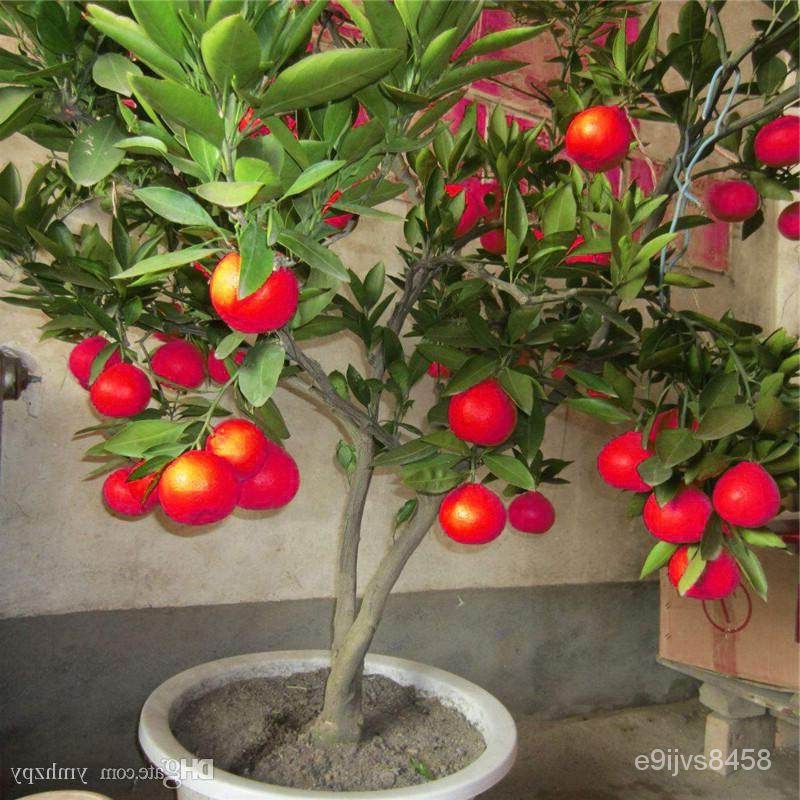 เมล็ดพืชคุณภาพสูง 20 เมล็ดพันธุ์ เมล็ด มะนาวแดง ผลสีแดง Red Lemon Tree ...