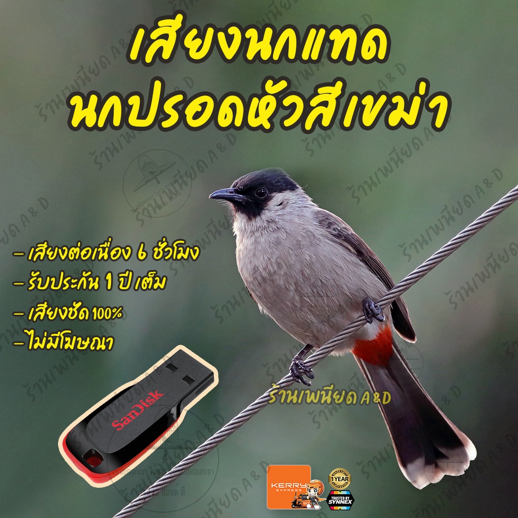 เสียงต่อ-นกแทด-นกปรอดหัวสีเขม่า-ยาว6ชั่วโมง-ไม่มีโฆษณา-แฟลชไดร์ฟ-flash-drive-มีเก็บเงินปลายทาง