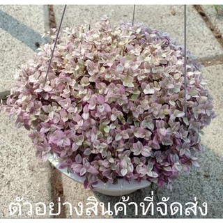 (ขาย ต้นพันธุ์) ต้น ริบบิ้นชาลีด่างชมพู ริบบิ้น ชาลี ด่าง สี ชมพู