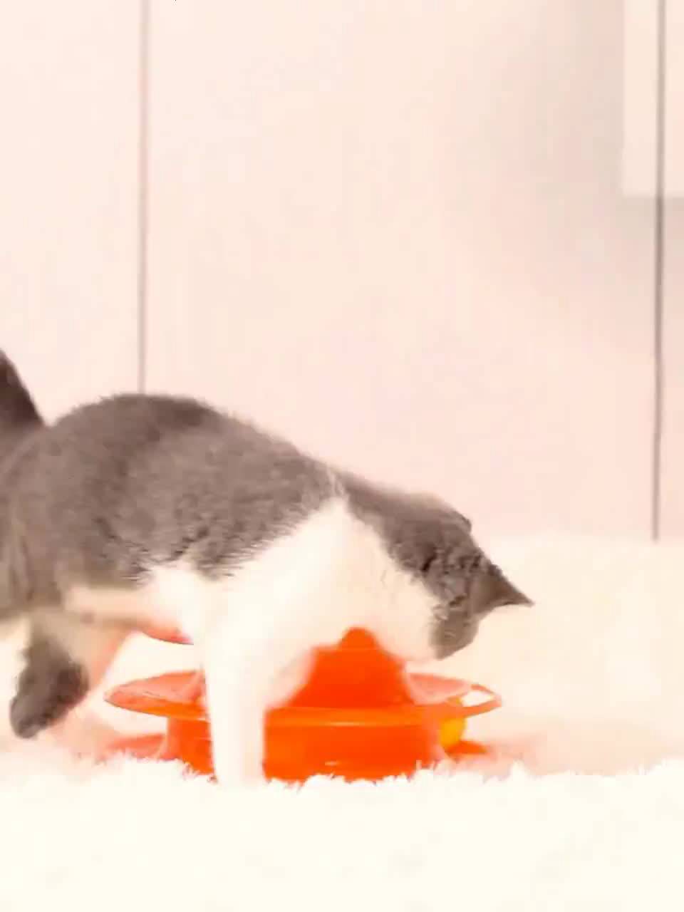 รางบอลแมวทาวเวอร์-3-ชั้น-รางบอลสำหรับแมว-ของเล่นแมว