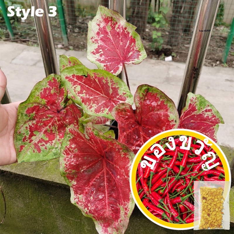 ผู้จำหน่ายเมล็ดพันธุ์-20pcs-rare-plant-caladium-bicolor-seeds-bonsai-plant-seeds-50-เมล็ด-ไม่ใช่พืช