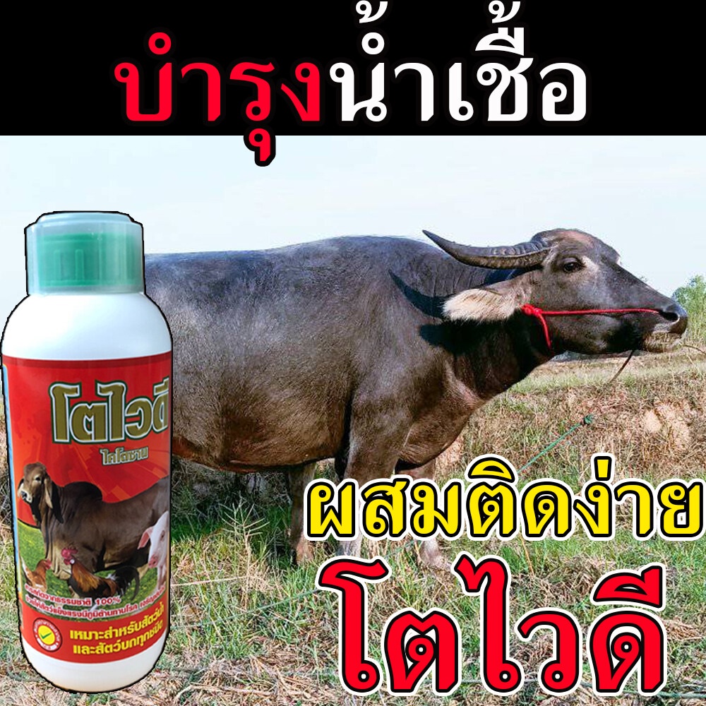 ของแท้-ส่งในไทย-เห็นผลดี-ยาควายเร่งผสมพัน-1-ลิตร-วิตามินบำรุงระบบสืบพันธุ์วัว-ยาบำรุงระบบสืบพันธุ์วัว-โตไวดี