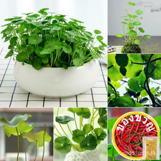 เมล็ดทองแดง50ชิ้น hydroponic ชุดกระถางพืชเมล็ดไม้ประดับเมล็ด Staple ดอกไม้ชีวิตราคาถูกตกแต่ง gardenin เมล็ด N92F