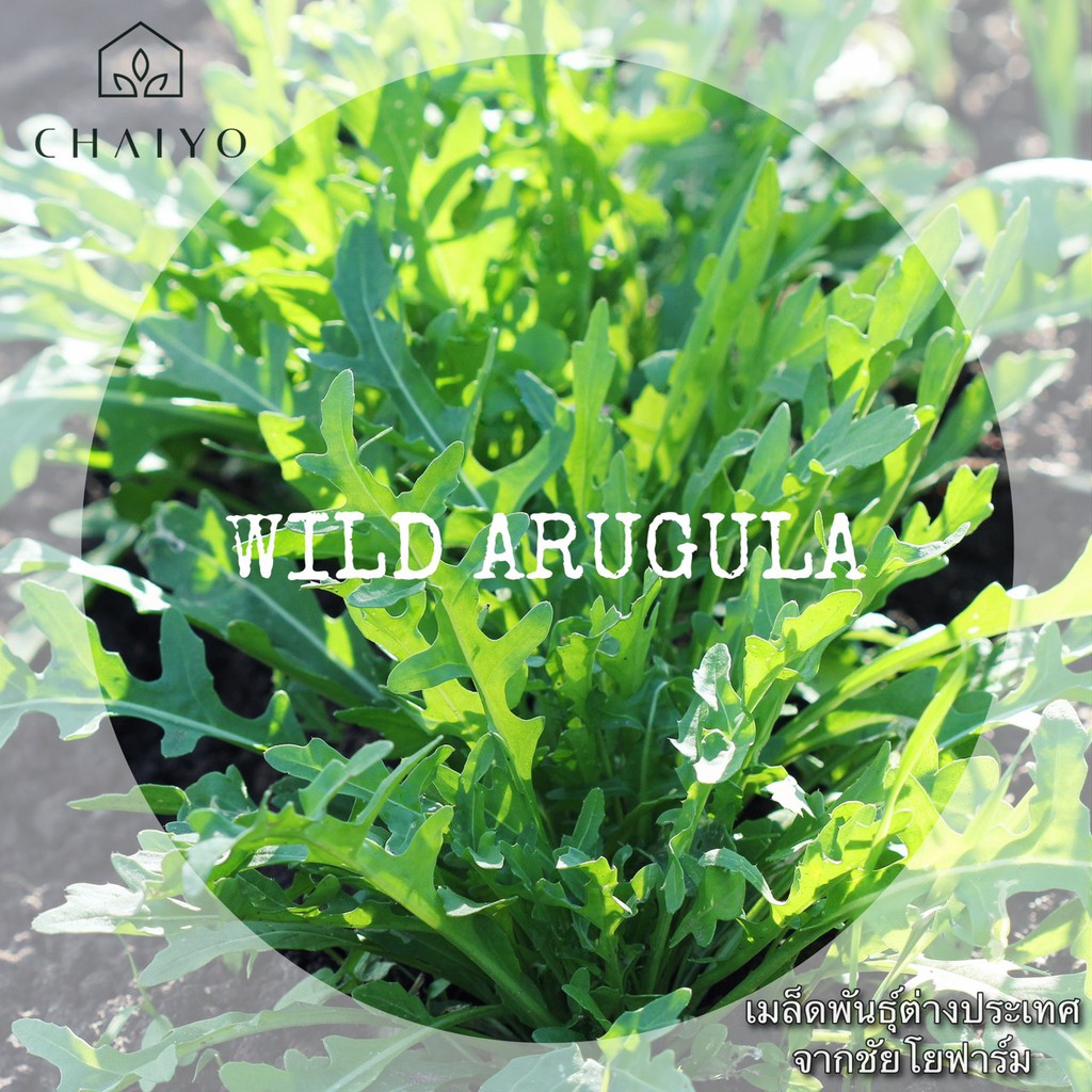 เมล็ด-wild-arugula-wild-rocket-ไวลด์-ร็อกเก็ต