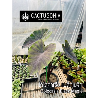 โคโลคาเซีย แบล๊กเมจิก Colocasia Black Magic โคโลคาเซีย อโลคาเซีย Colocasia & Alocasia