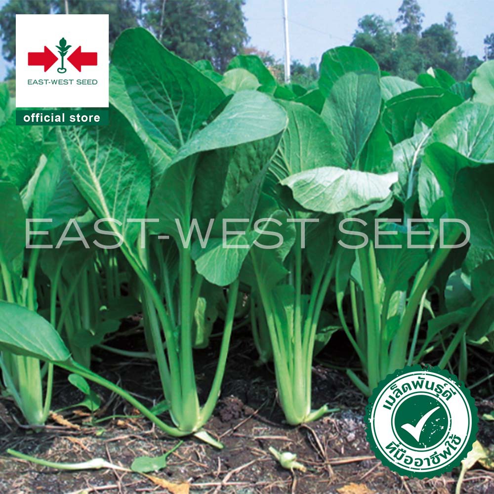 ศรแดง-เมล็ดพันธุ์ผักกาดกวางตุ้งต้น-ทศกัณฐ์-37-east-west-seed-เมล็ดพันธุ์-ผักสวนครัว-ตราศรแดง