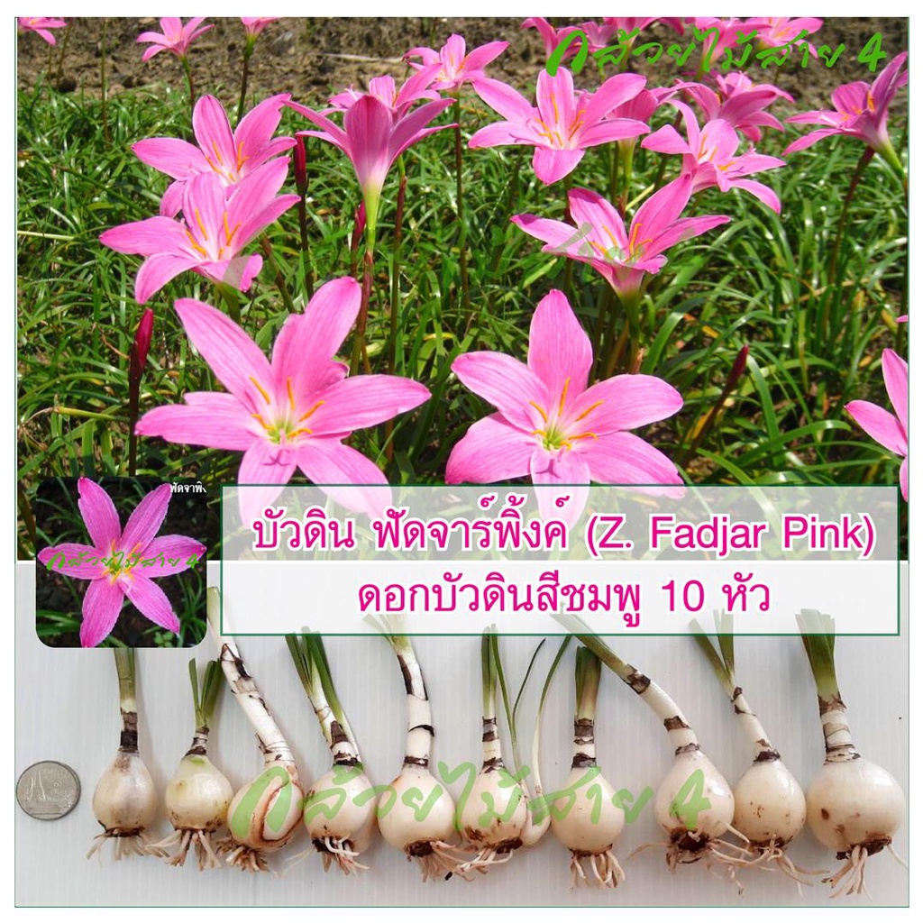 บัวดิน-ฟัดจาร์พิ้งค์-z-fadjar-pink-ดอกบัวดินสีชมพู-10-หัว