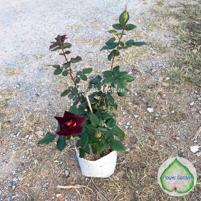 flower-garden-f447-กุหลาบ-ดาร์คไนท์-dark-night-rose-สีแดงเข้ม-กุหลาบตัดดอก