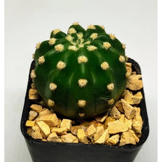 อิชินอป (echinopsis) ขนาด 3-4 เซนติเมตร #cactus #แคตตัส #กระบองเพชร #ไม้อวบน้ำ