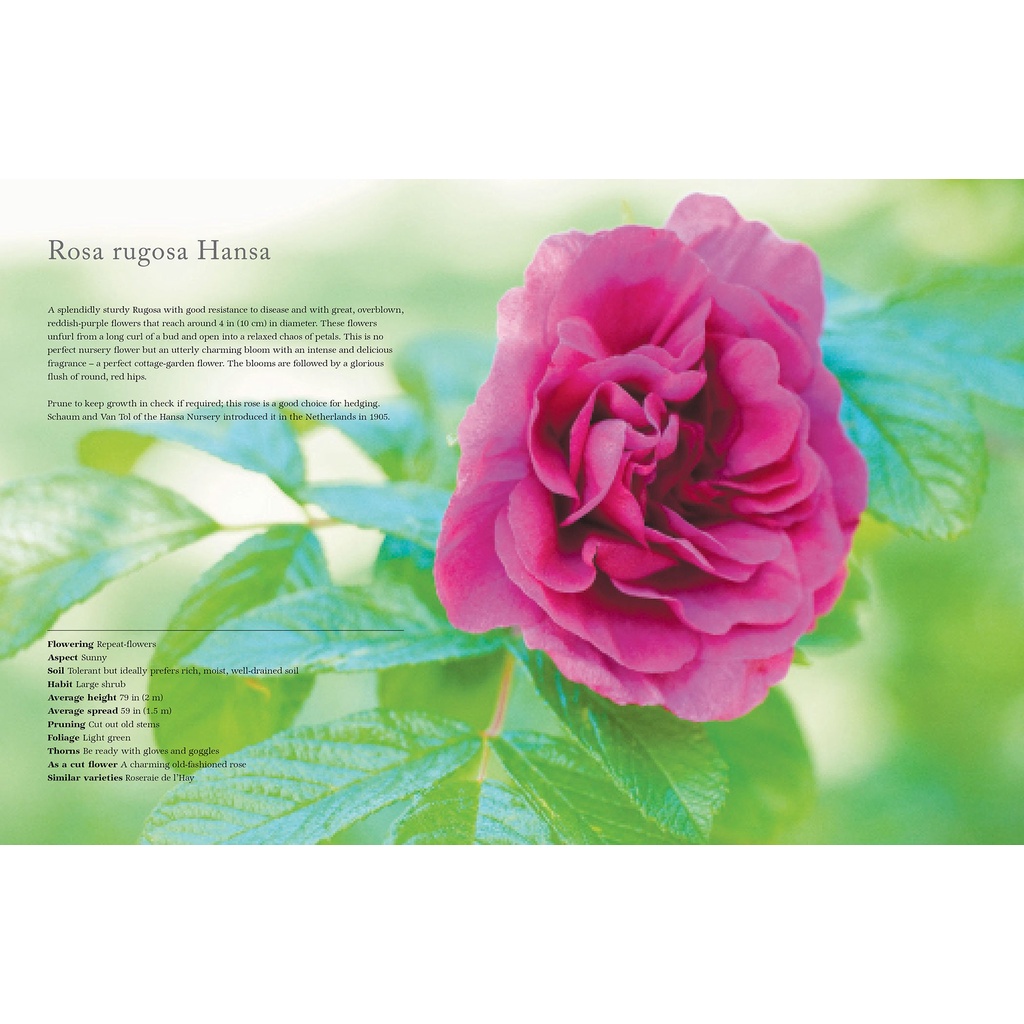 vintage-roses-beautiful-varieties-for-home-and-garden