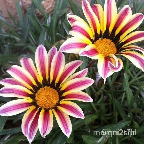 ผู้ผลิตเมล็ดพันธุ์-high-quality-gazania-seeds-nhld-อินทรีย์-คละ-สวนครัว-ดอก-อินทรีย์-คละ-สวนครัว-ดอก