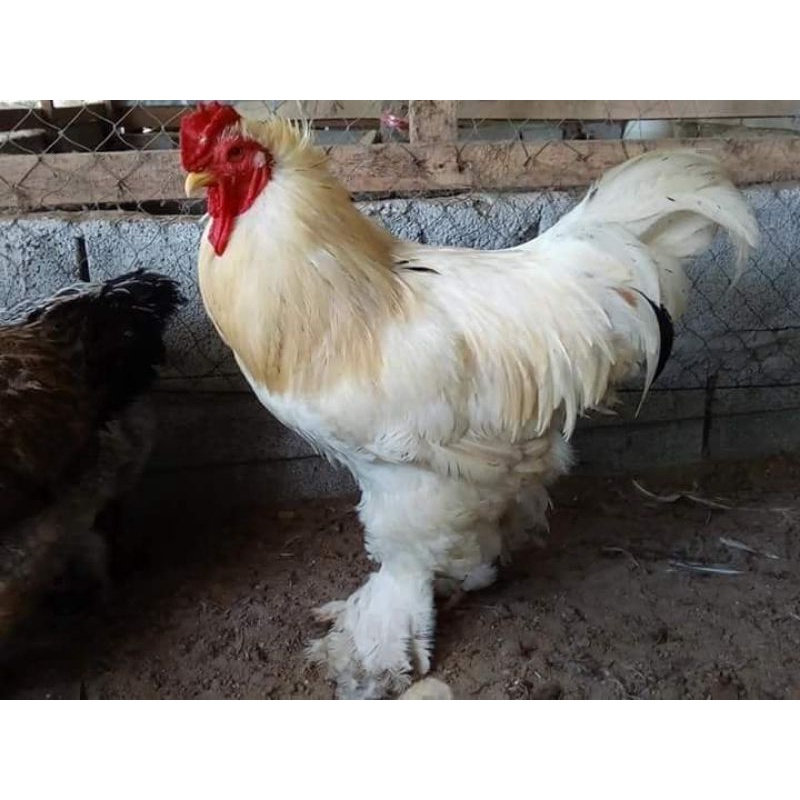 ภาพสินค้าไข่เชื้อไก่บราห์ม่า สำหรับนำไปฟัก(เป็นไข่ใหม่)​จำนวน1ฟอง จากร้าน garden_chicken บน Shopee ภาพที่ 2
