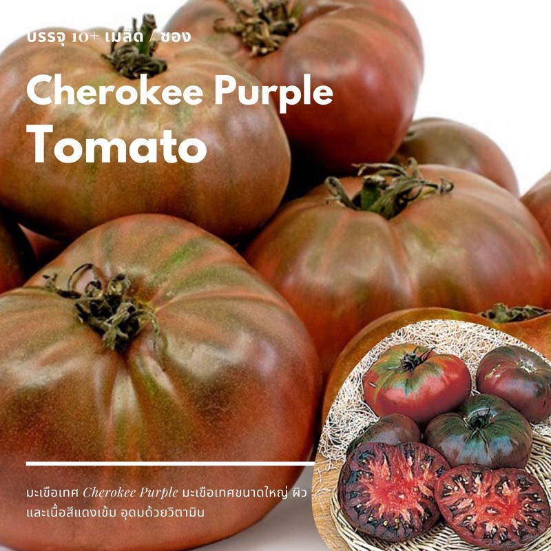 เมล็ด-cherokee-purple-tomato