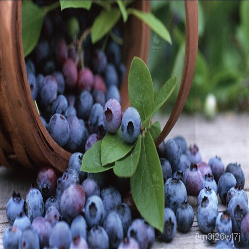 เมล็ดพันธุ์-ถูก-คละ-เมล็ดพันธุ์-30เมล็ด-บลูเบอร์รี่-american-blueberry-seeds-bonsai-fruit-seed-ต้นไม้ฟอกอากาศ-ต้-ap4f