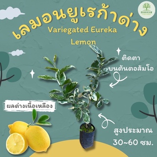 ต้นพันธุ์เลมอนด่าง เลมอนยูเรก้าด่าง  Variegated Eureka  Lemon