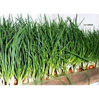 50pcs Seeds Vegetable Bulb Onion on the greens.กระโปรงยูเครนก่อนเกิดอินทรีย์/กุหลาบ/เด็ก/ดอกไม้/ผู้ชาย/หมวก/เสื้อ/ผักกาด