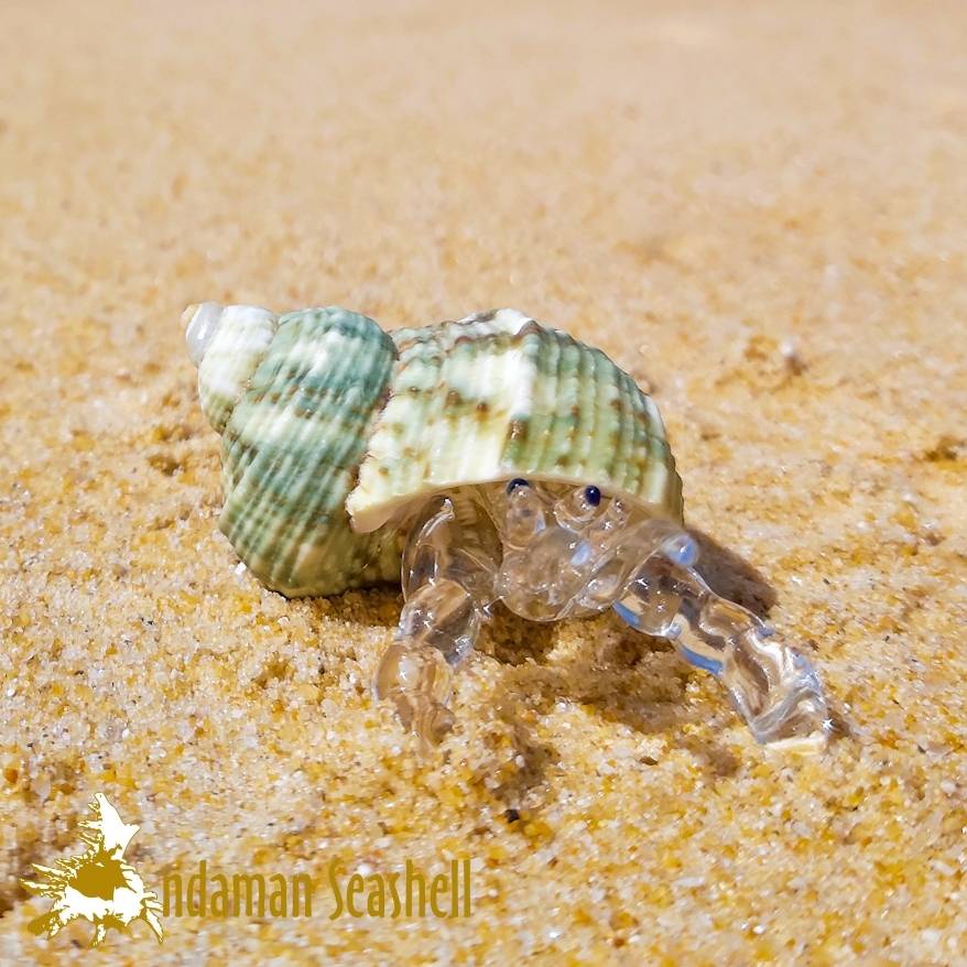 andaman-seashell-แก้วเป่าติดเปลือกหอย-รูปปูเสฉวน-ติดเปลือกหอย-7