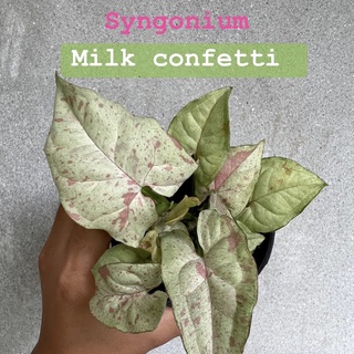 เนื้อเยื่อ Syngonium milk confetti  นมชมพูหวานๆ