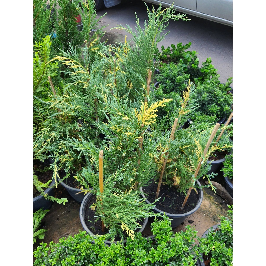 ต้นสนแซมทอง-juniperus-chinensisl-stricta-variegata-สูง-60-70ซม-ในกระถาง10นิ้วปลูกเป็นไม้ประดับ-หรือปลูกเป็นแนวรั้ว