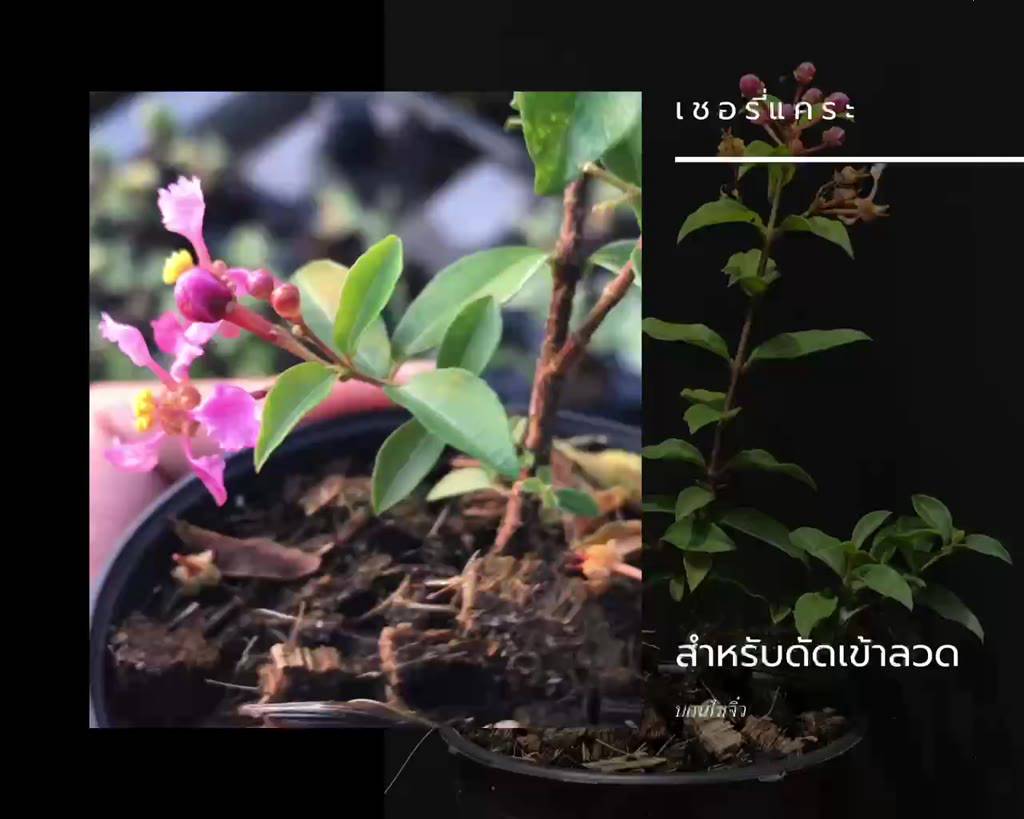 เชอรี่แคระ-dwarf-barbados-cherry-กระถาง-3-นิ้ว-ไม้แคระ-บอนไซจิ๋ว-bonsai