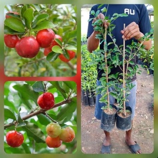 ต้นเชอร์รี่ (เชอร์รี่หวาน) กิ่งตอน รสชาติหวานอมเปรี้ยว สูง 60-70 cm