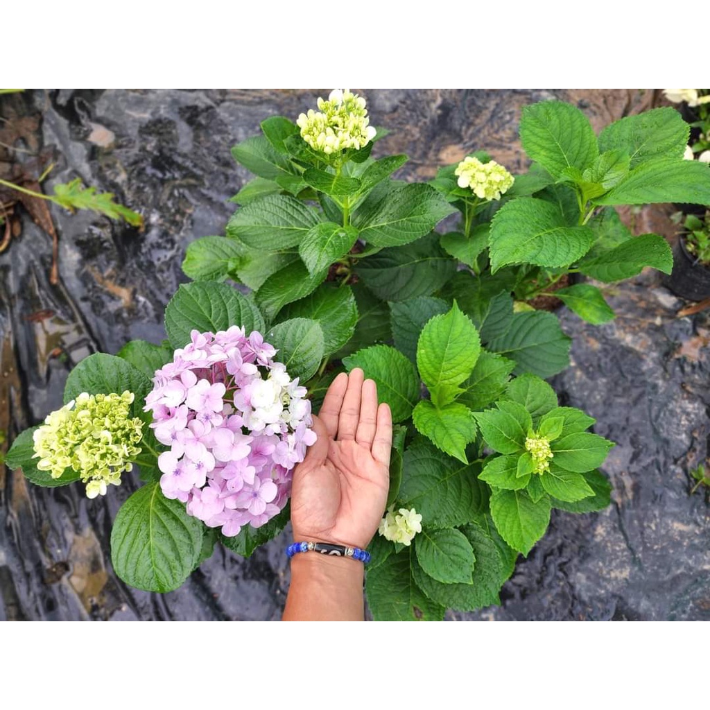 1ต้น-ต้น-ดอก-ไฮเดรนเยีย-hydrangea-พันธุ์-ดอกใหญ่-สวนนายนนท์