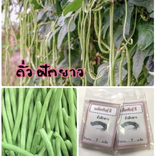 เมล็ดพันธุ์ ถั่วฝักยาว Yard Long bean ถั่ว ✅ราคาถูก🪴ปลูกง่าย ปลูกไว้ทานกินเอง🔥（นี่มันเมล็ดพืช ไม่ใช่พืช!）