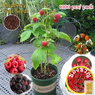 Singapore Ready Stock High Quality Raspberry Fruit Seeds for Planting (1000pcs/bag) Fruits Tree Plants Seeds Indoor Outd