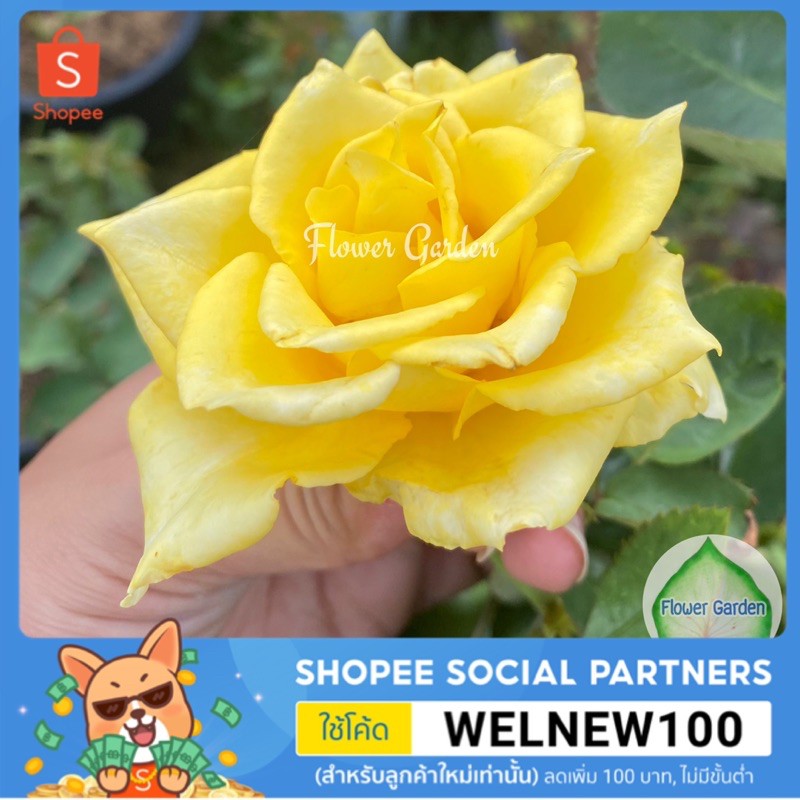 flower-garden-f416-กุหลาบ-queen-sirikit-ควีนสิริกิติ์-สีเหลือง-ดอกใหญ่-ปลูกง่าย-กุหลาบพุ่ม-ตัดดอก-กุหลาบสีเหลือง