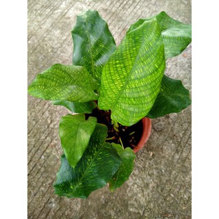 Calathea Musaica (คล้าโมเสก )